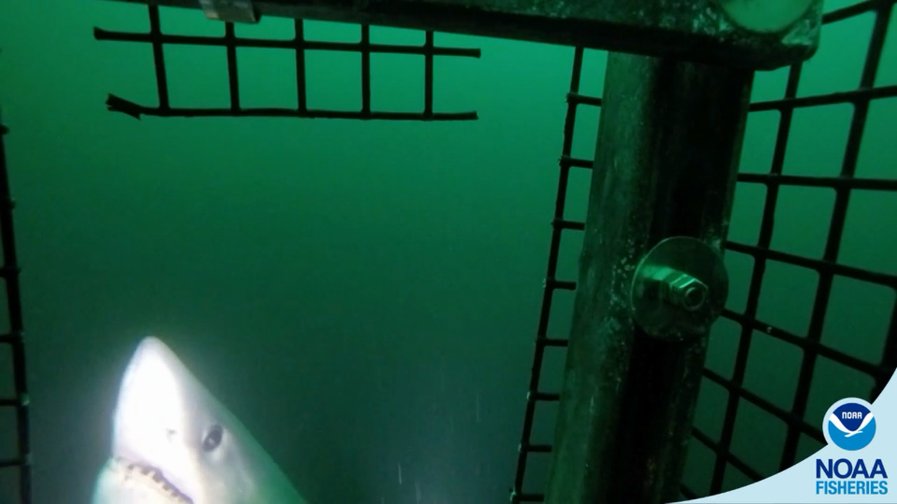 Porbeagle Shark Isn't Camera Shy - NOAA Fisheries Video Gallery