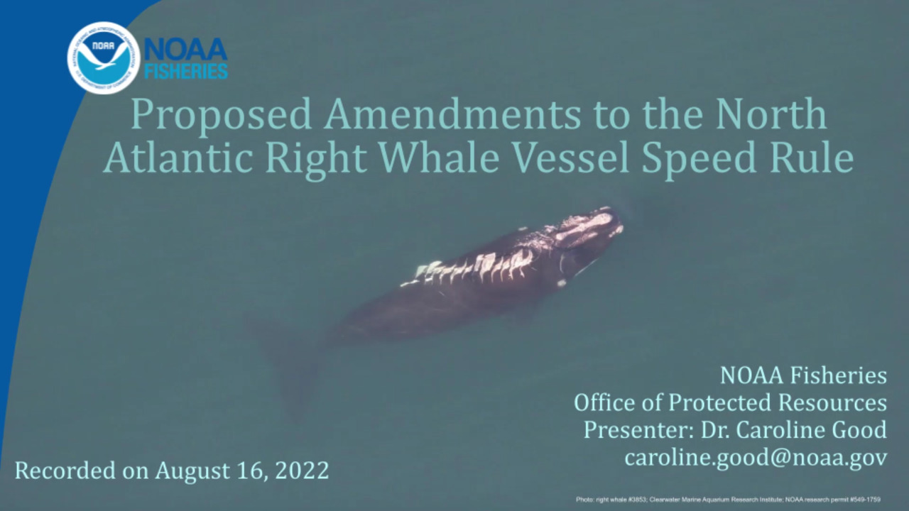 U.S. proposes new rule to save endangered right whales