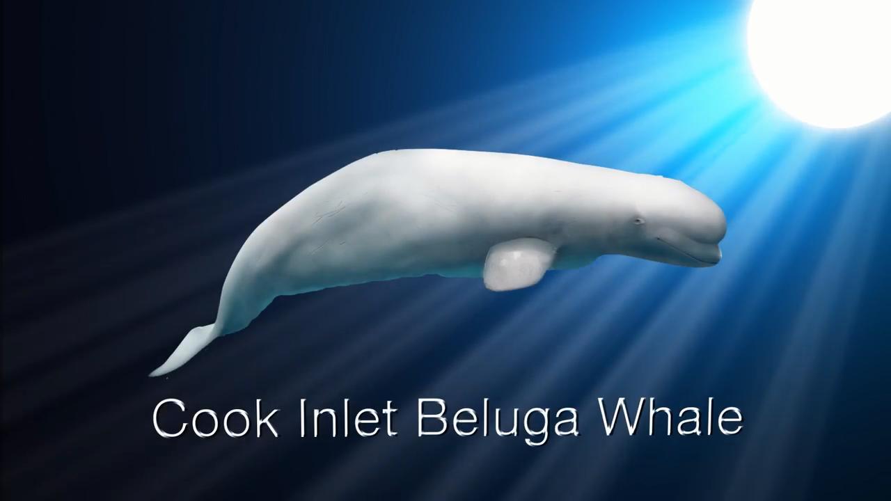 beluga whale animal gif