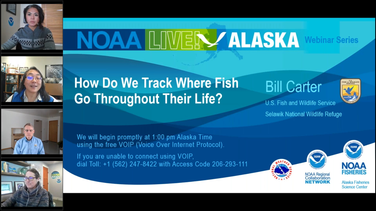 NOAA Live! Alaska Season 3, inar 7 How Do We Track Where Fish Go