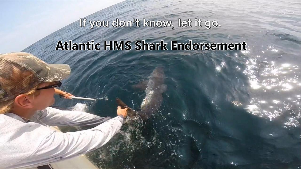 Reminder: New Requirements for Recreational and Commercial Shark