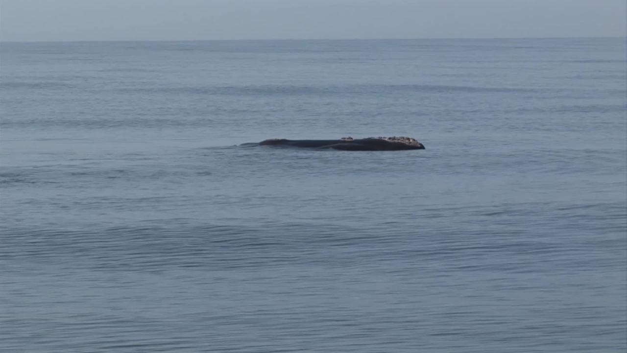 B-Roll: North Atlantic Right Whales - NOAA Fisheries Video Gallery