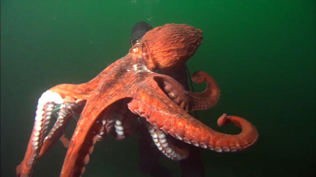 Understanding the Giant Pacific Octopus - Shellfish & Other ...