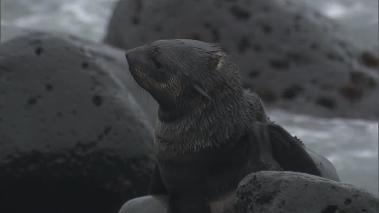 Fur seal found with large gaff hook through its muzzle swims away