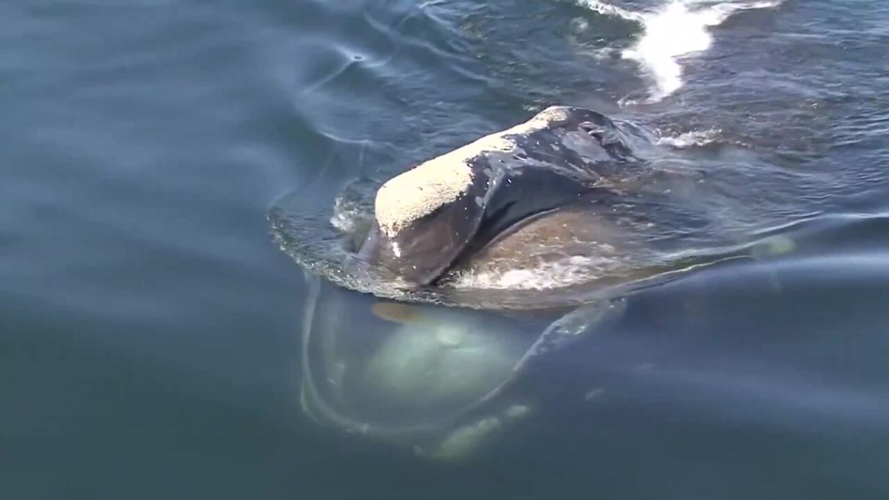 North Atlantic Right Whale Skim Feeding Whales Noaa Fisheries Video Gallery