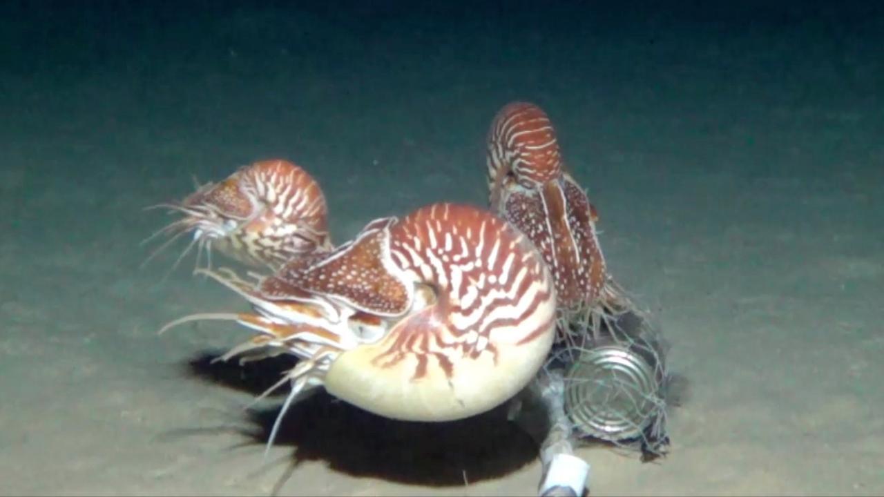Ботаник на наутилусе. Наутилус животное высокого качества. Фото морского Наутилуса. Nautilus Pompilius животное. Наутилус на Филиппинах.