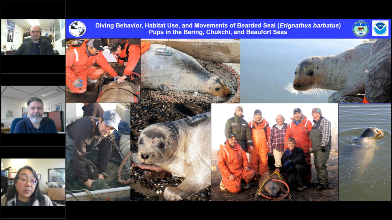 NOAA Live! Alaska inar 8A Where Do Seals Go? Marine Mammal Research