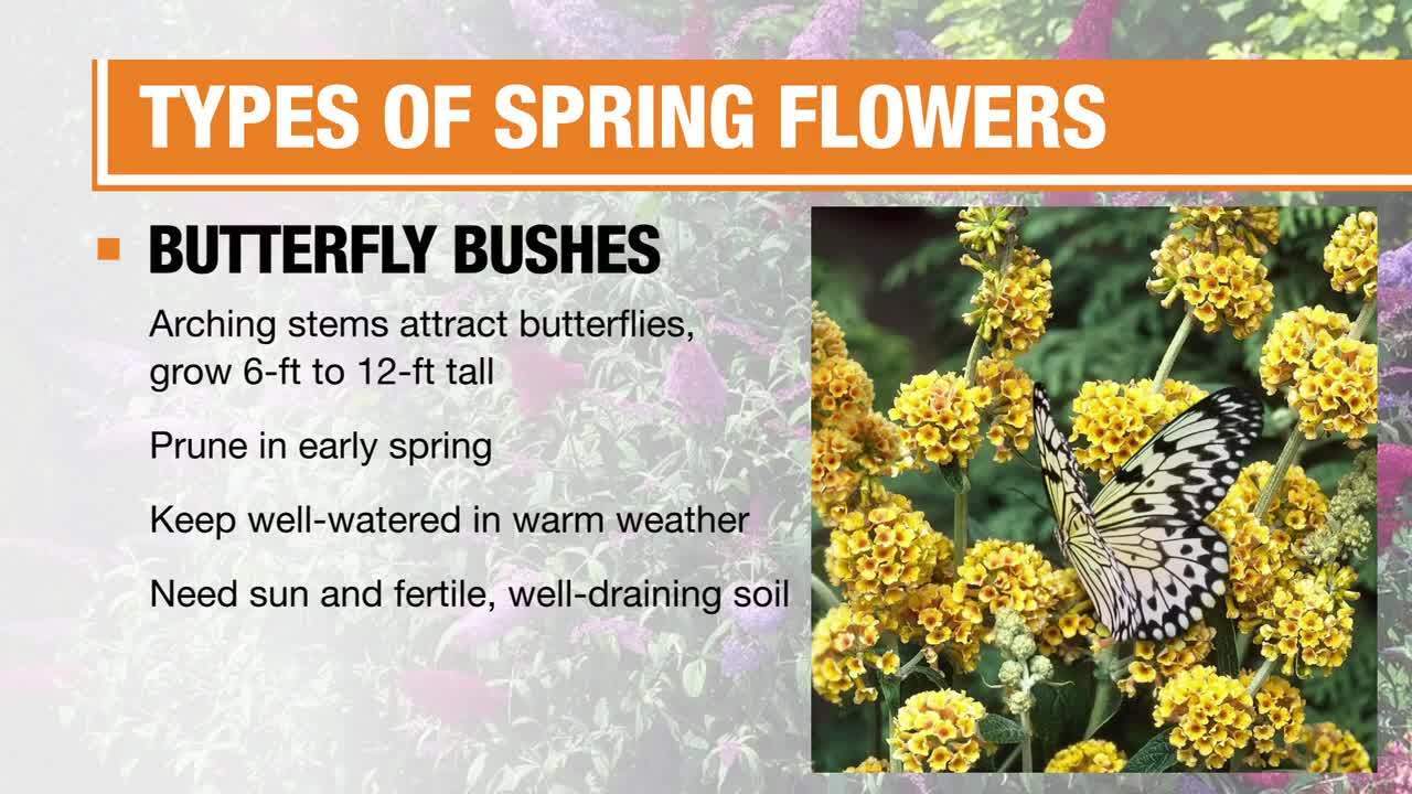 Types Of Spring Flowers How To Videos And Tips At The Home Depot