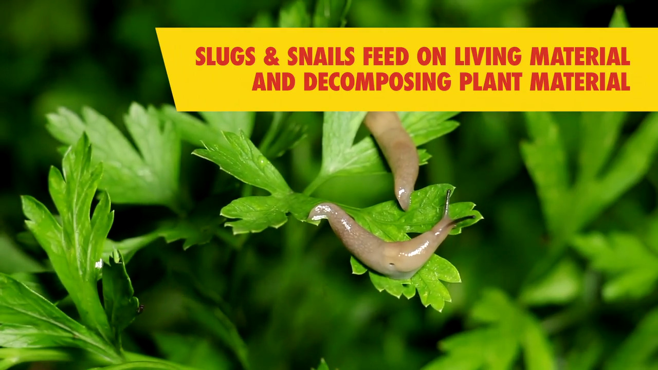 Corry's 1.75 lb. 8,750 sq. ft. Outdoor Lawn and Garden Slug
