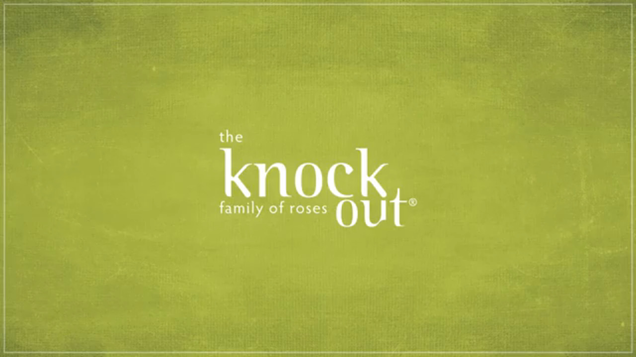 Knock out — KNOCK OUT meaning 