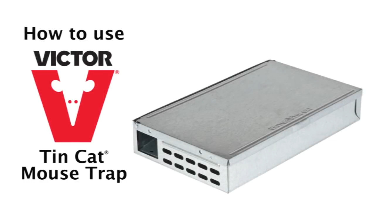 Victor Tin Cat Humane Live Mouse Trap Clear Lid Pack of 12 