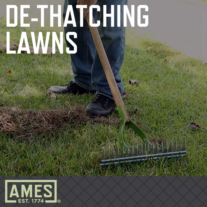 Thatch Rake 5.5FT Heavy Duty Metal Dethatcher Rake With Adjustable Long Handle 19 Tine 15 Wide Lawn Yard Garden Tool Cleaning Dead Leaf Grass Loosing Soil