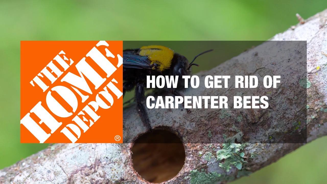 removing carpenter bees