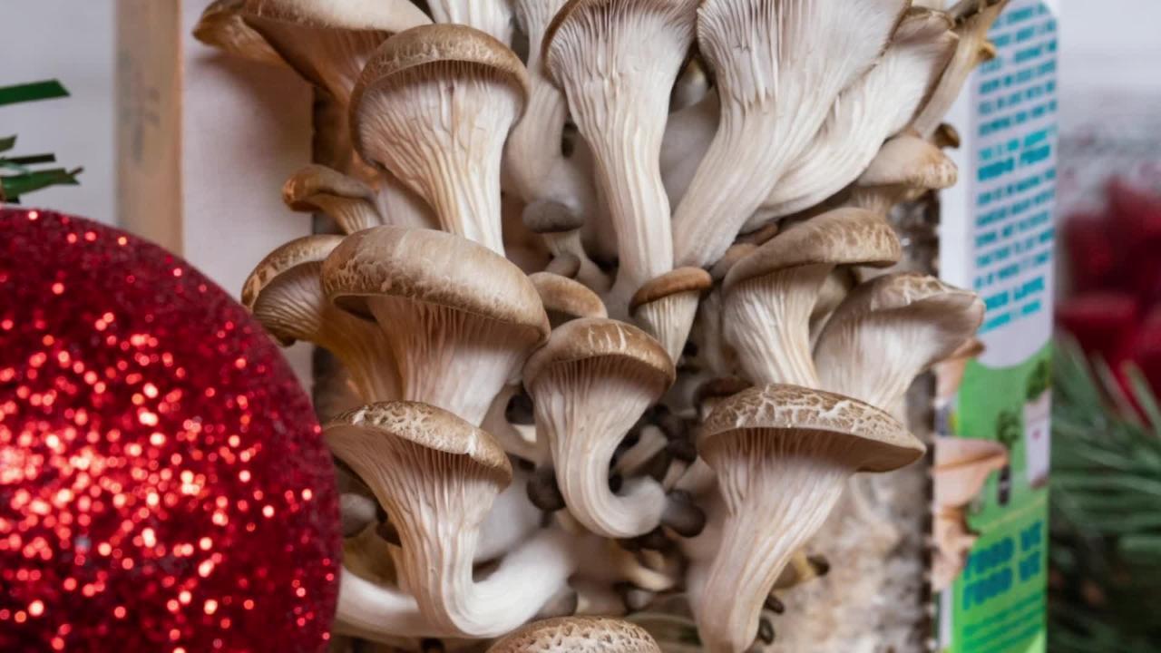 How to Grow Mushrooms - The Home Depot