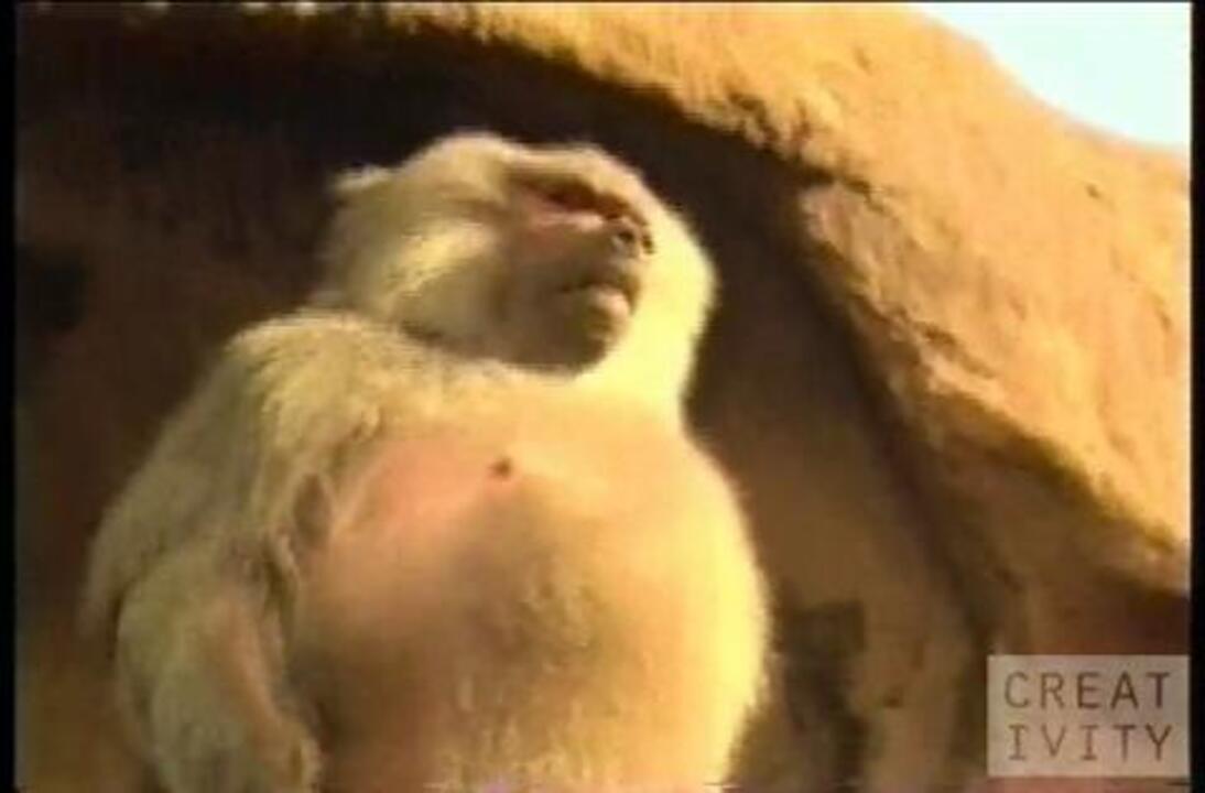 Sierra Mist - Hot Monkey Video from Ad Age