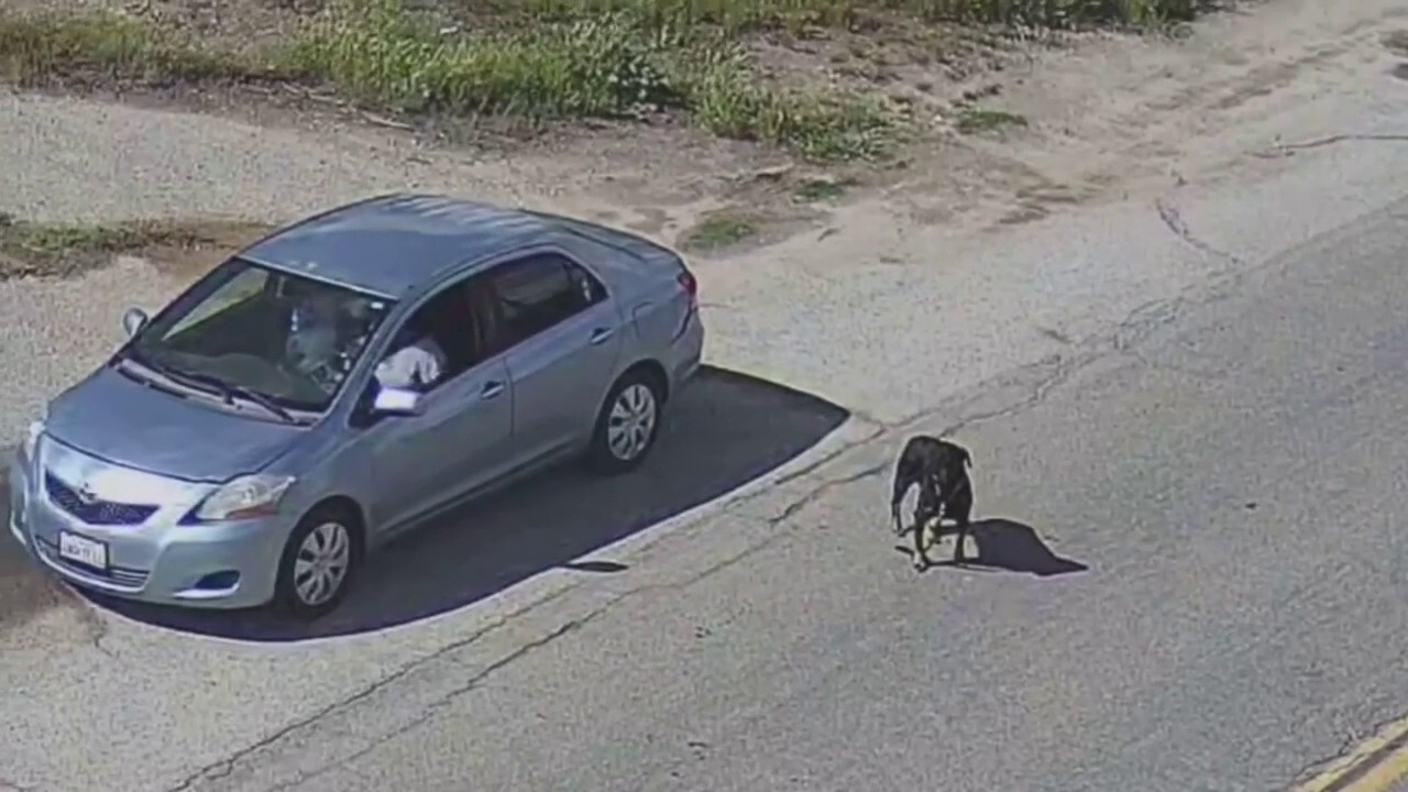 California drivers filmed abandoning dogs on remote road