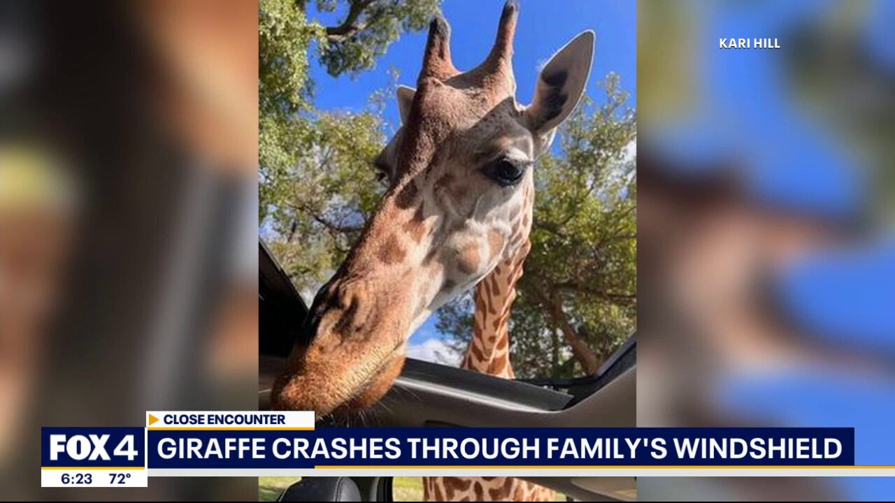 Giraffe crashes into car windshield at wildlife park