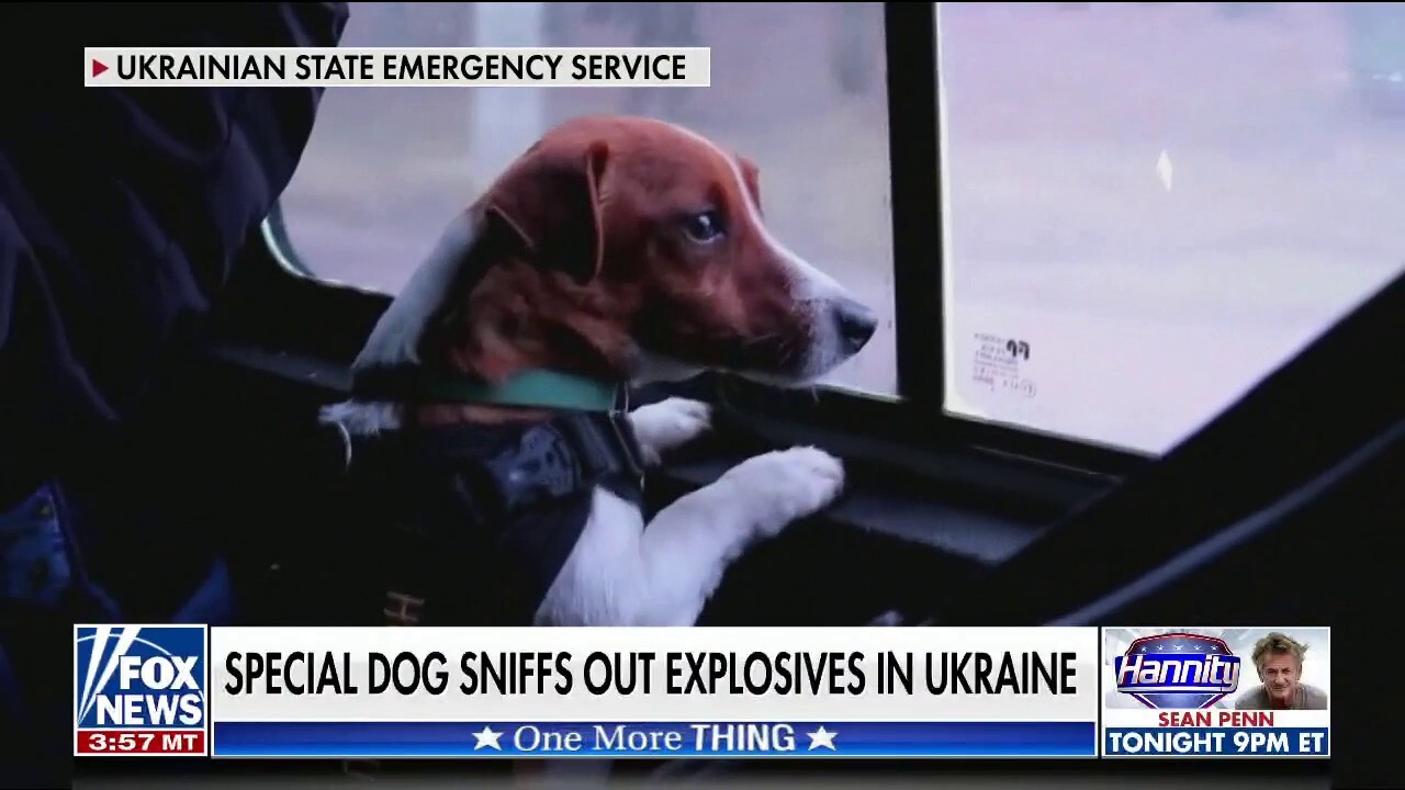 Ukrainian military dog credited with clearing 90 explosive devices