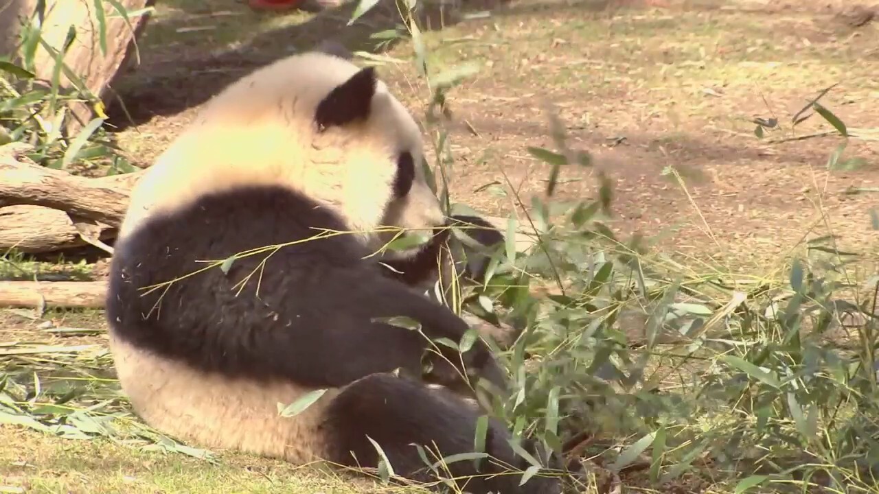 3 giant pandas leaving DC's National Zoo, heading back to China