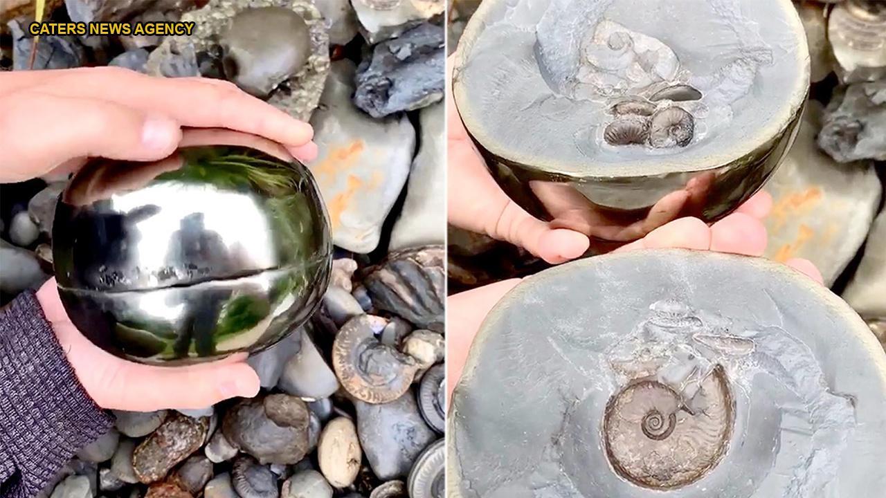 Amateur archaeologist finds 185M-year-old 'golden snitch' with extinct sea creature inside