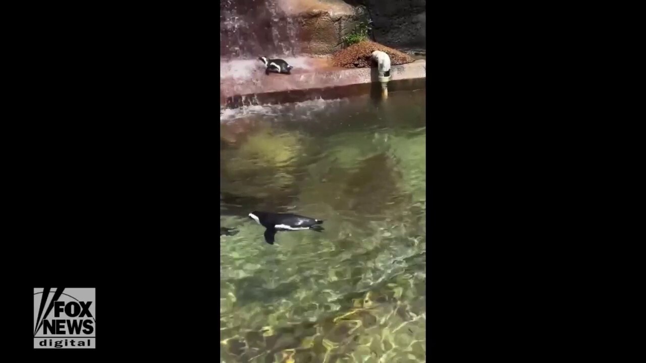 Tennessee zoo penguins cool off in the summer heat