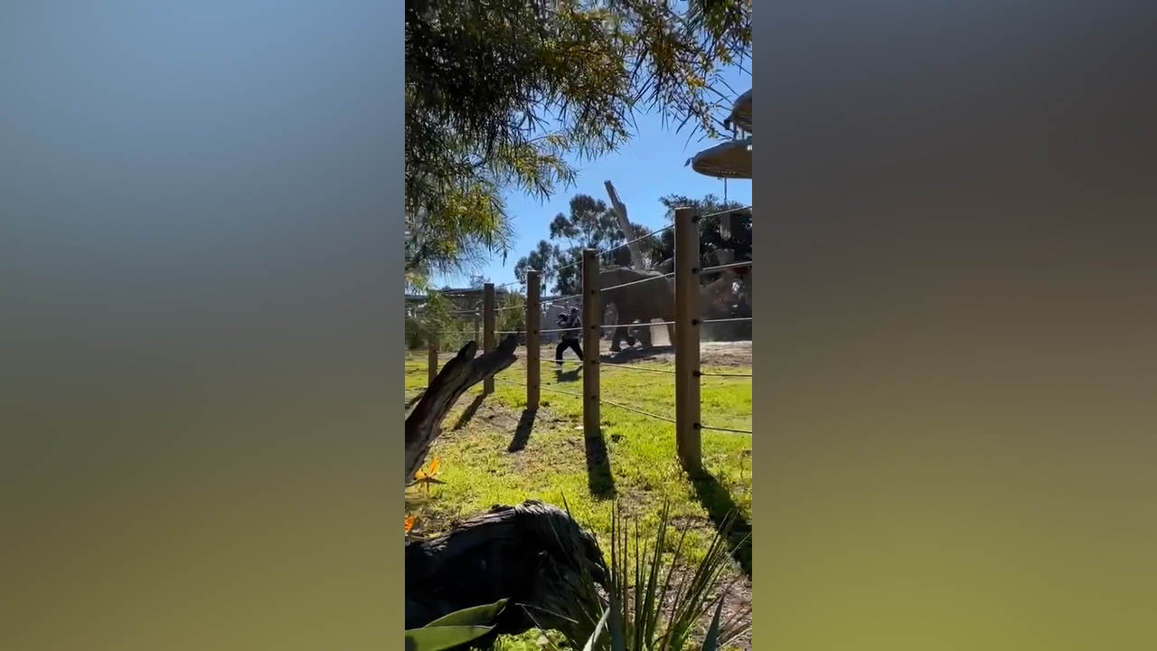 Elephant charges man holding baby at San Diego Zoo