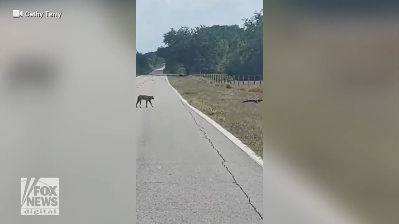 Florida bobcat stalks alligator across rural road in viral video