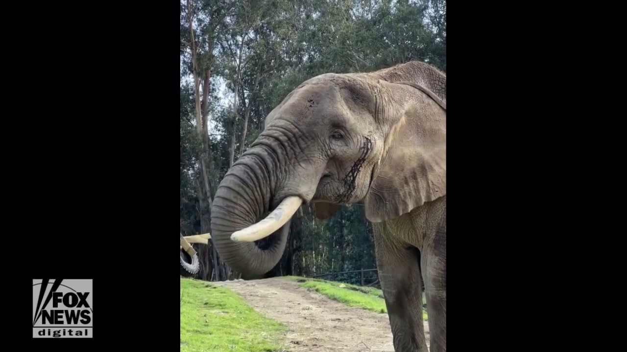 Elephant loudly chomps on coconut at the Oakland Zoo