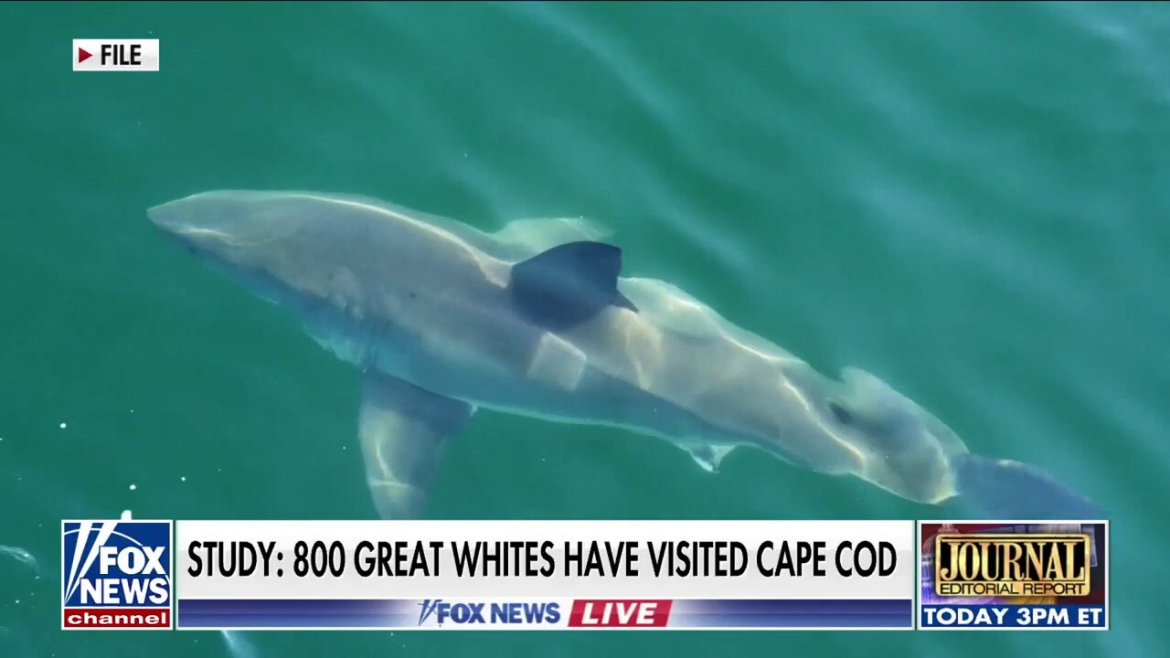 „Първото наблюдение“ на новородена бяла акула, вероятно уловена в Калифорния
