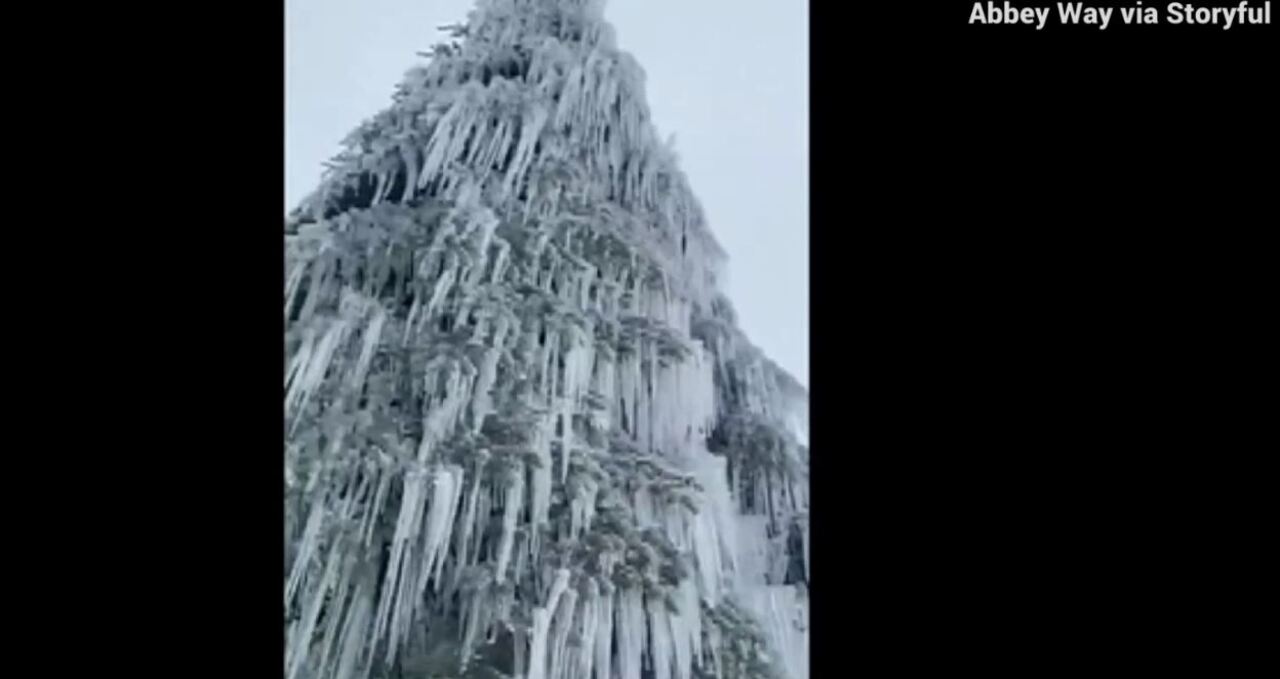 Tree covered in beautiful icicles spotted by snowboarder