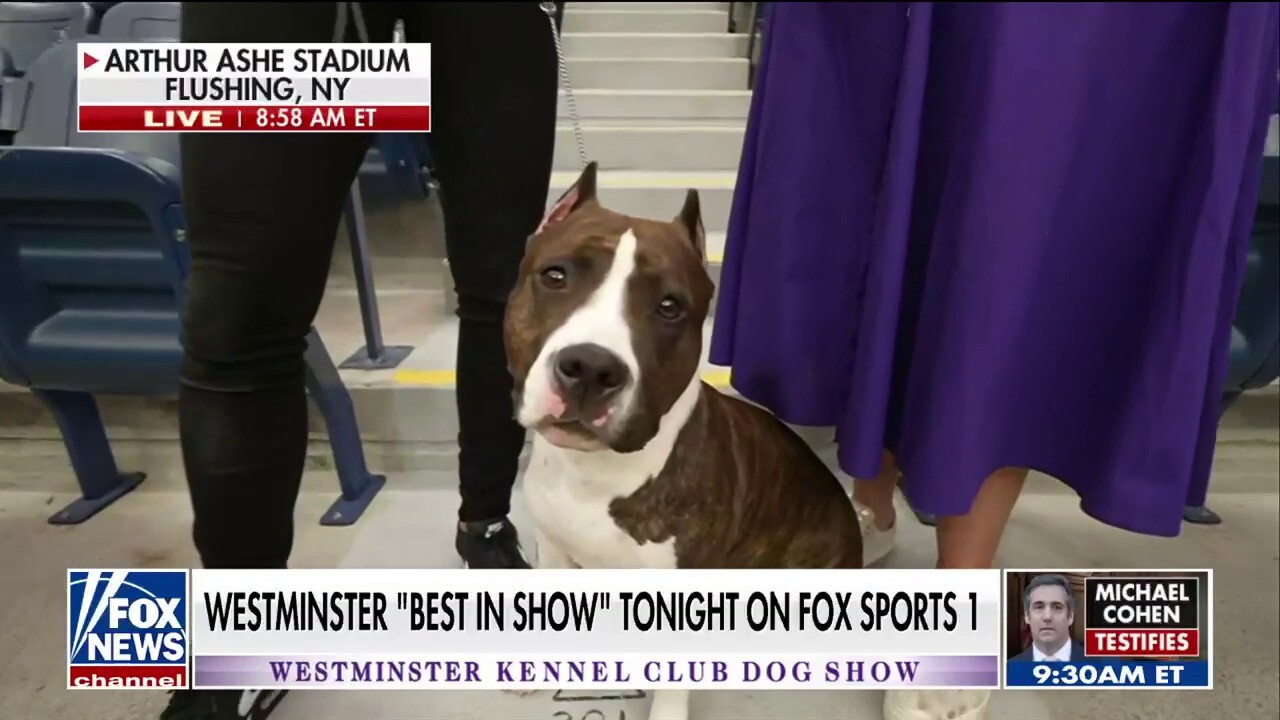 Fox Sports reporter Jamie Little describes the ‘breathtaking’ competition at the 148th Westminster Kennel Club Dog Show.
