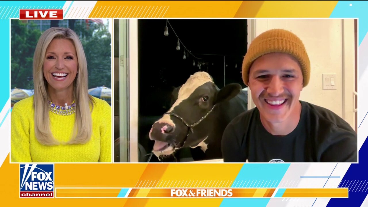 Pet cow gains herd of online followers with messy eating videos