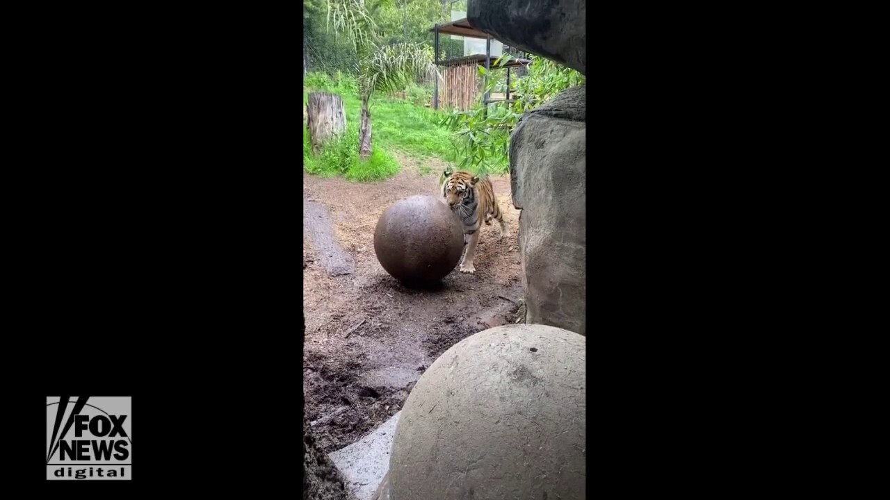 Tiger wrestles with 50-pound ball at local zoo