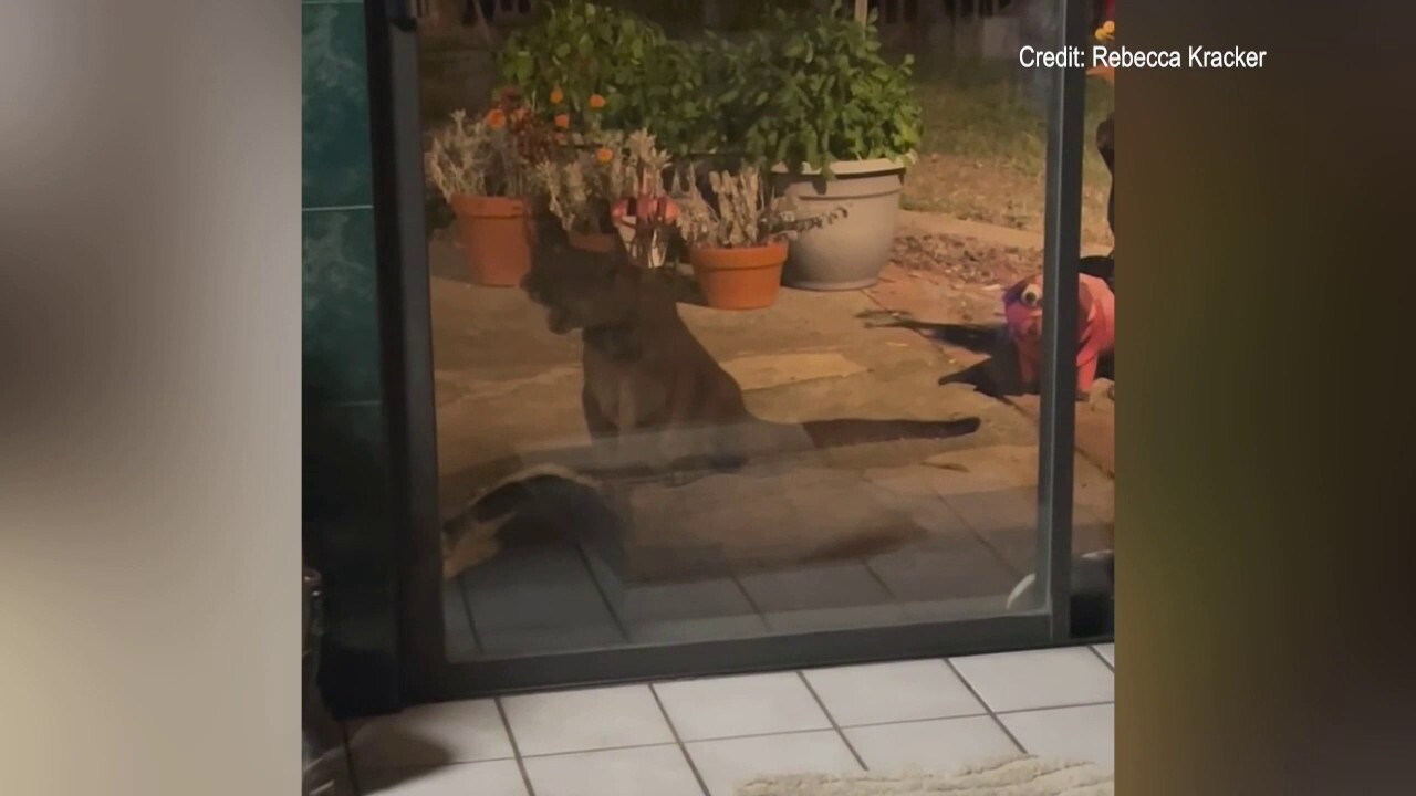Mountain lion enters California home, drags dog outside