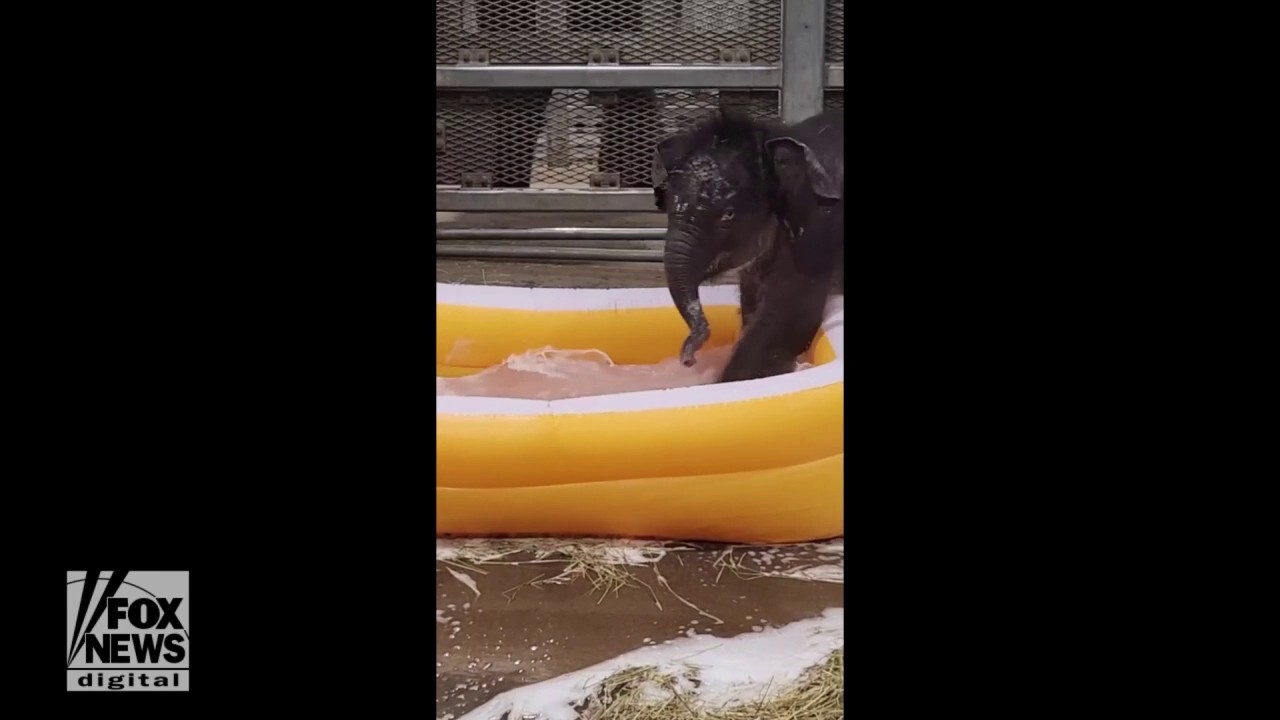 Elephant twins play in their first bubble bath: Watch the adorable video