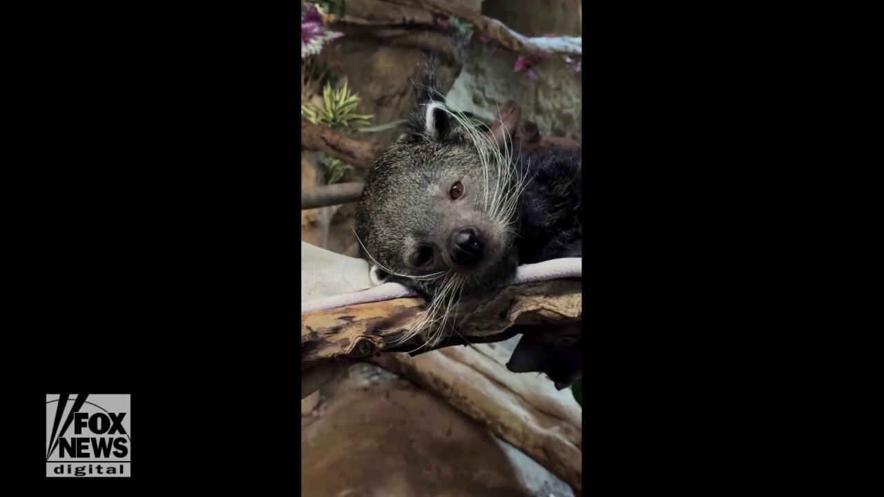 Watch as the nocturnal binturong lounges during the day at Memphis Zoo