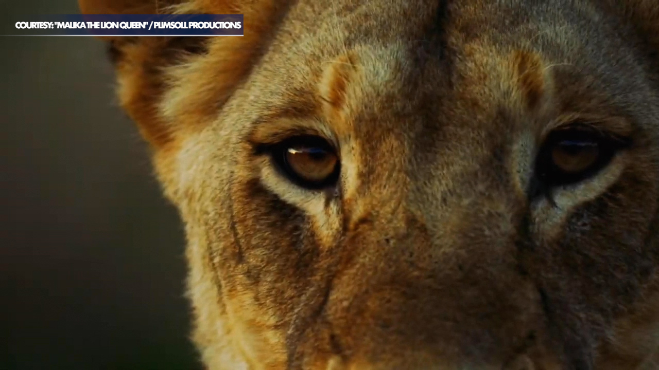 Angela Bassett narrates FOX wildlife documentary 'Malika the Lion Queen'