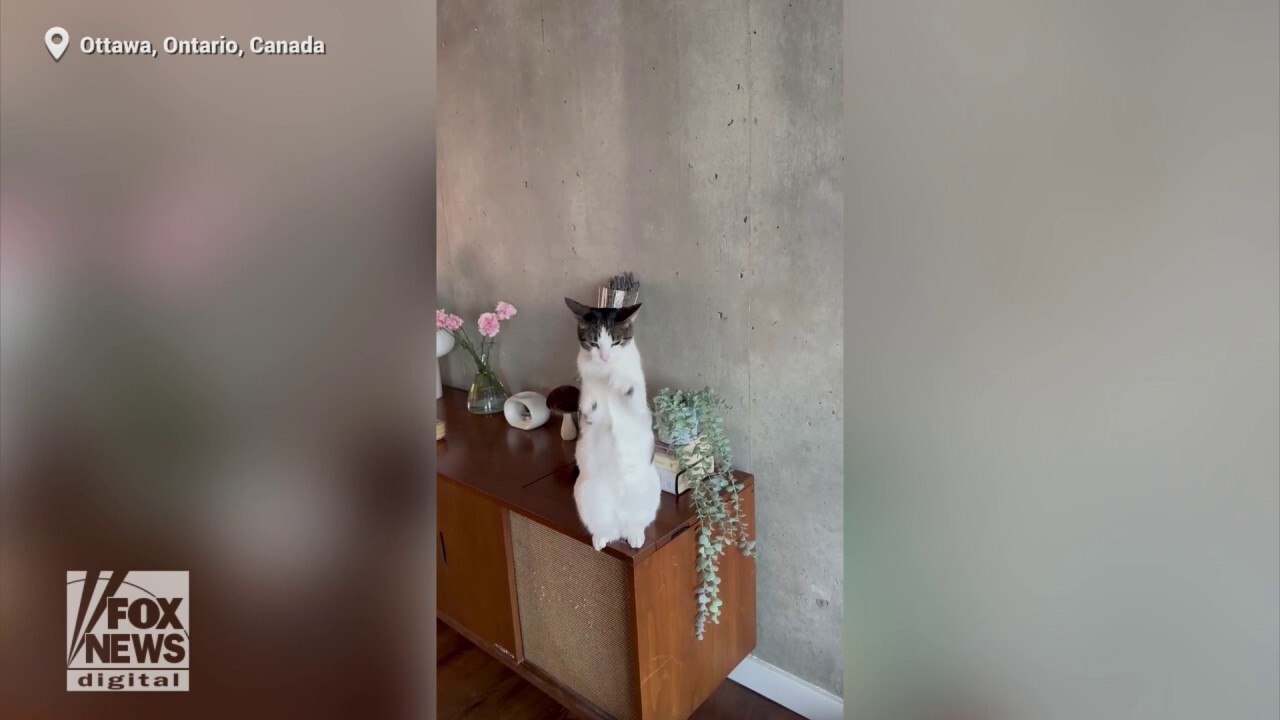 Dancing cat, Ivy, greets owner in the most adorable way
