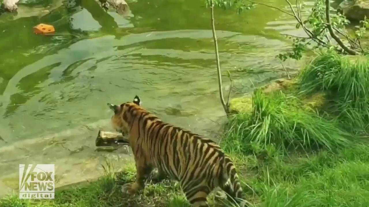 Tiger cubs enjoy first swimming lesson in adorable video