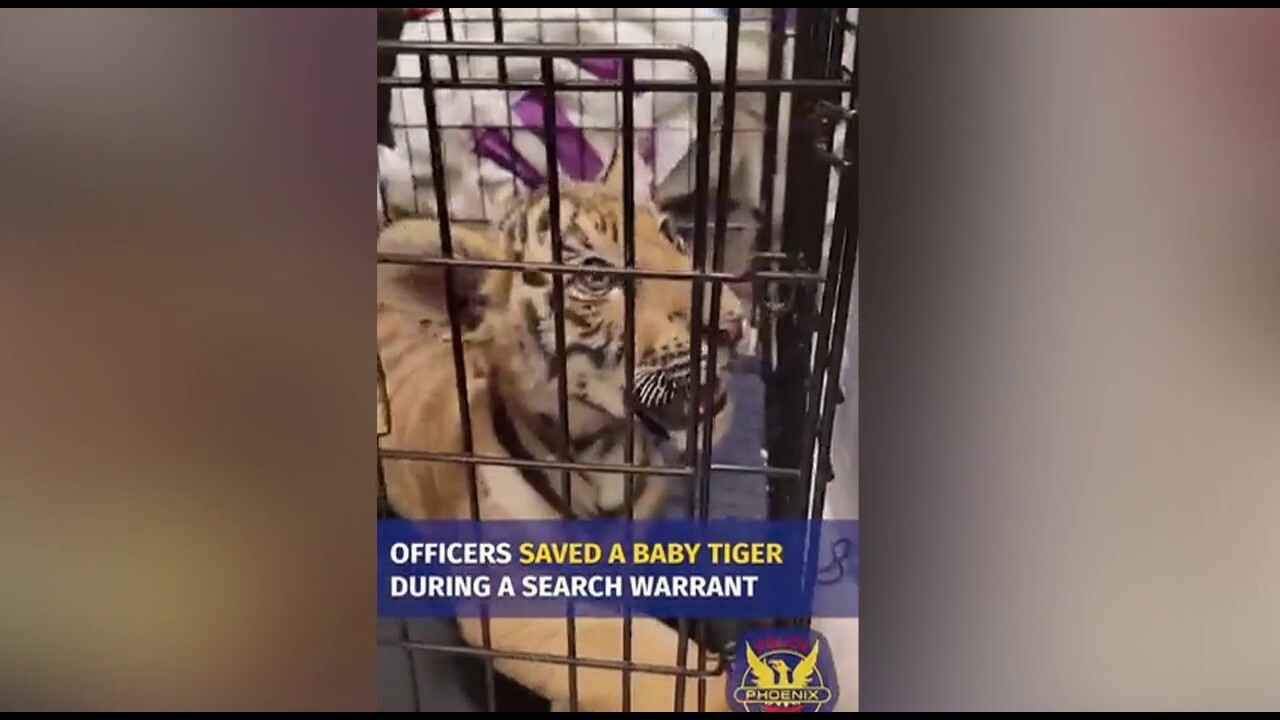 Phoenix man tries to sell tiger cub on social media