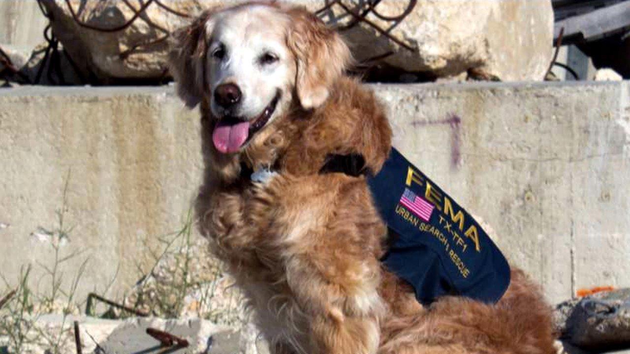 Hero's salute for last surviving 9/11 search dog