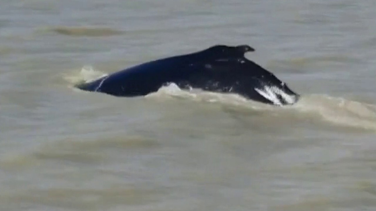 Australians working to rescue whales stuck in crocodile-infested river