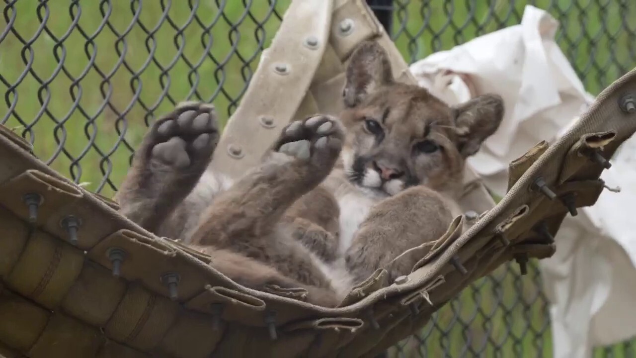 Oakland Zoo mountain lion cub relaxes during ‘hammock time’