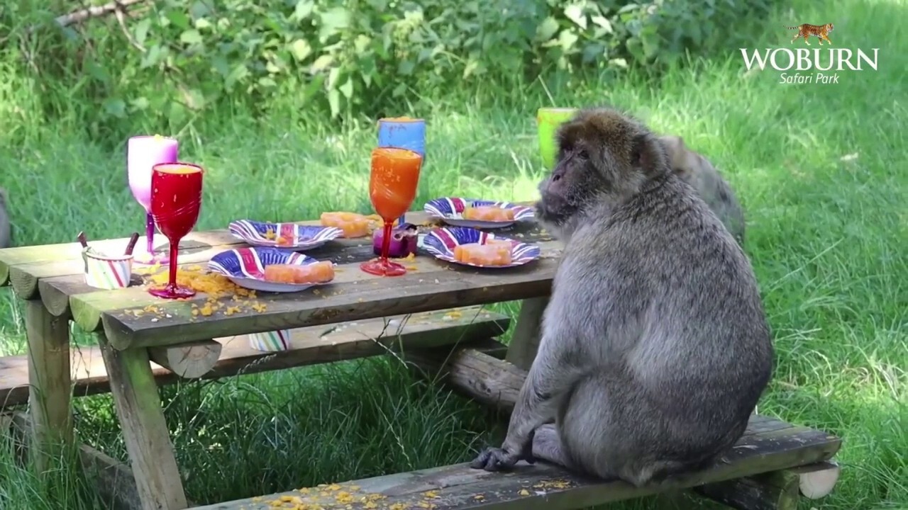 Zoo throws summer party for animals with festive treats