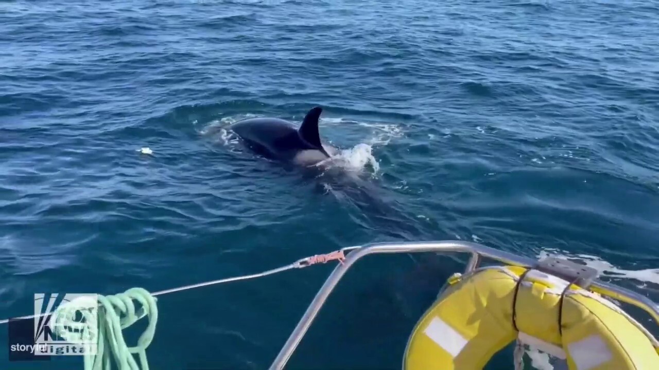 Watch as killer whales attack a boat off the coast of Portugal