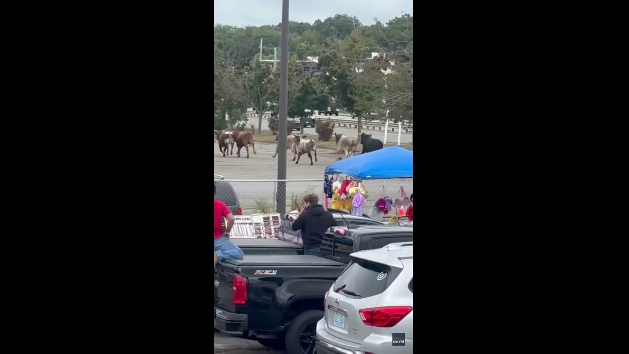 Wild moment bulls bolt through crowd at Massachusetts rodeo event