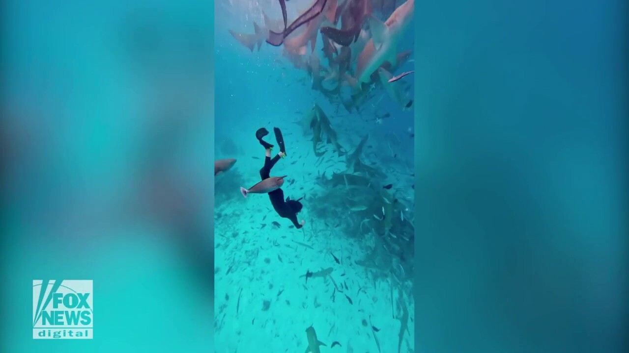 Woman conquers fear of sharks by swimming with over 20 of them
