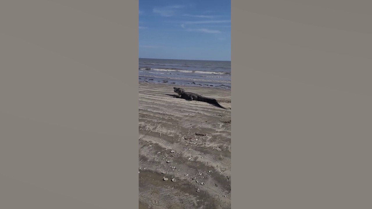 Семейството става свидетел на как алигатор хапе плячка на плажа в Тексас: „Без грижи на света“