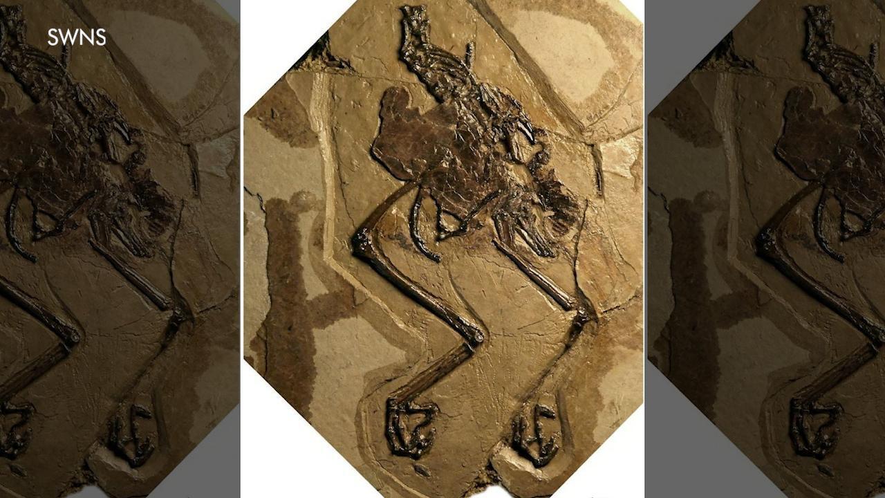 110-year-old bird fossil discovered with egg inside