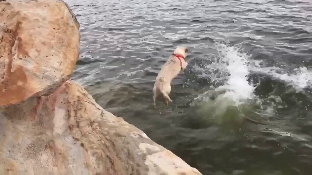 Protective pup jumps into reservoir after owner goes for a relaxing swim